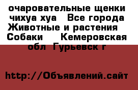 очаровательные щенки чихуа-хуа - Все города Животные и растения » Собаки   . Кемеровская обл.,Гурьевск г.